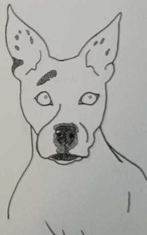Puppy Portrait: Lily